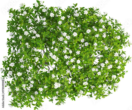 Top view of Gardenia jasminoides Tree - Jasmine