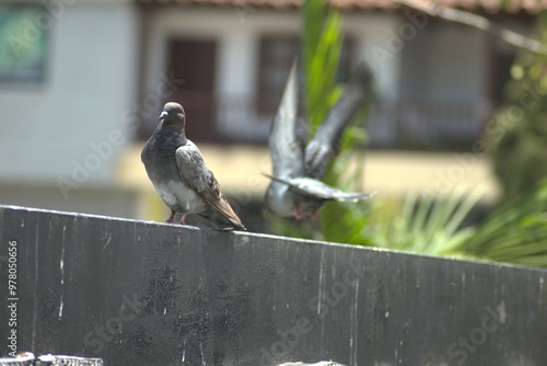 ave, animal, fauna, naturaleza, pico, cielo, alambrada, ave de presa, azores, aguilas, inhospitalario, emplumar, golondrinas, negro, azul, ave, depredador, emplumar, pandion haliaetus, árbol, alas, ce photo