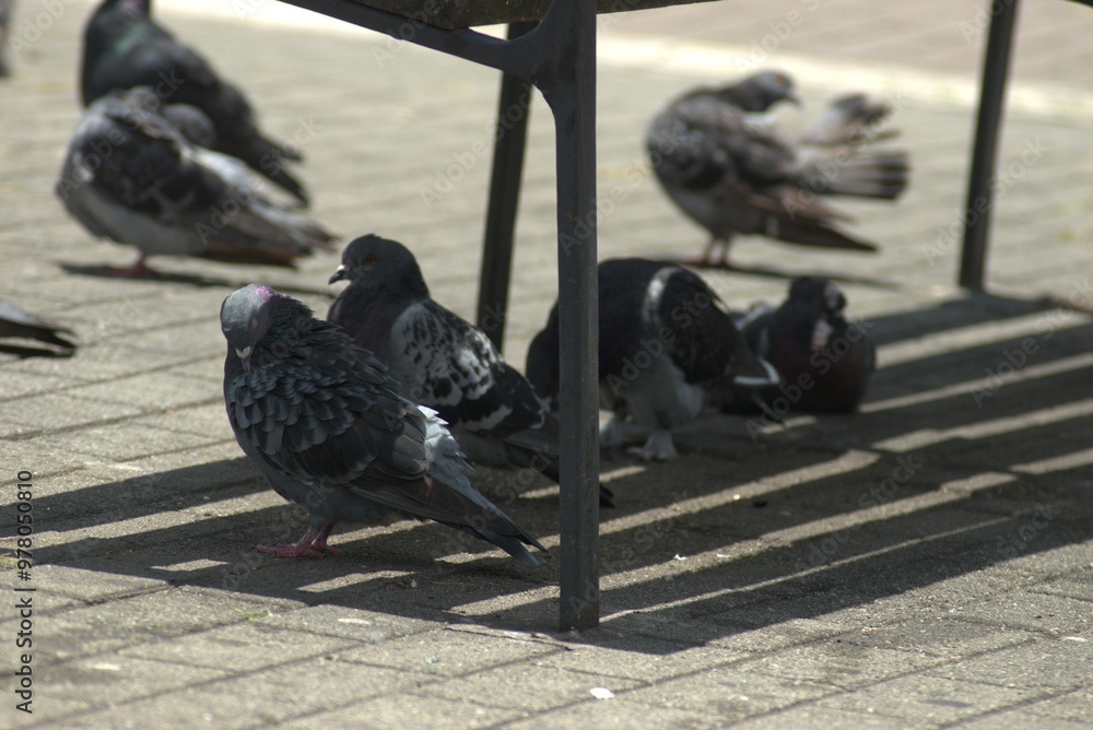 Obraz premium ave, animal, fauna, naturaleza, pico, cielo, alambrada, ave de presa, azores, aguilas, inhospitalario, emplumar, golondrinas, negro, azul, ave, depredador, emplumar, pandion haliaetus, árbol, alas, ce