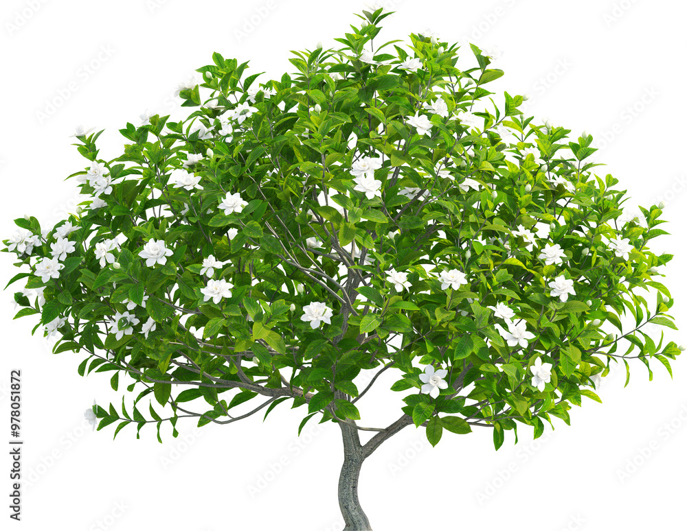 Side view of Gardenia jasminoides Tree - Jasmine Side view of Gardenia jasminoides Tree - Jasmine