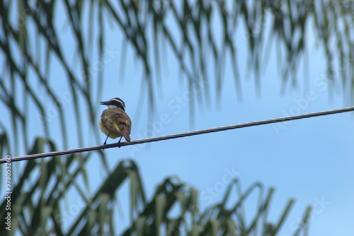 ave, animal, fauna, naturaleza, pico, cielo, alambrada, ave de presa, azores, aguilas, inhospitalario, emplumar, golondrinas, negro, azul, ave, depredador, emplumar, pandion haliaetus, árbol, alas, ce photo