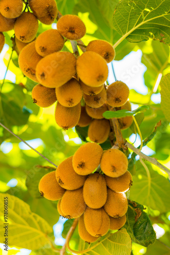 Kiwi tree with ripe juicy fruits