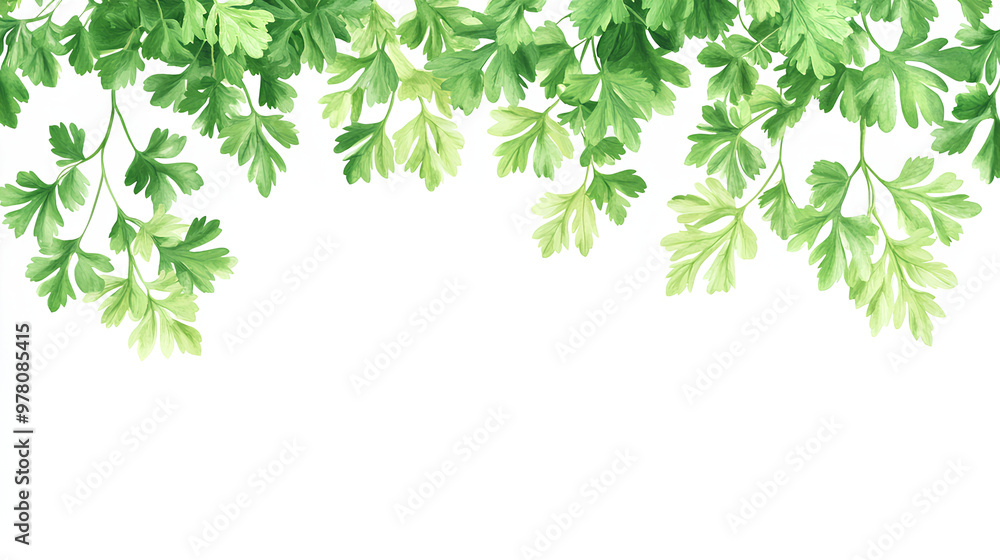green leaves of parsley isolated on white background 