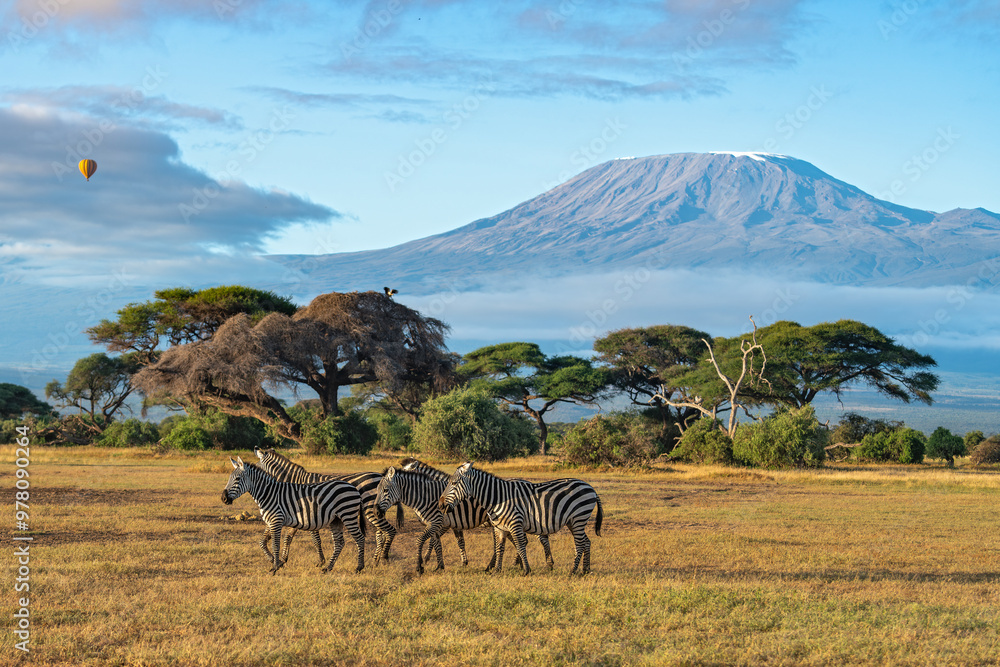 Ταπετσαρία A herd of plains zebra walks against the clear view of mount Kilimanjaro and bal