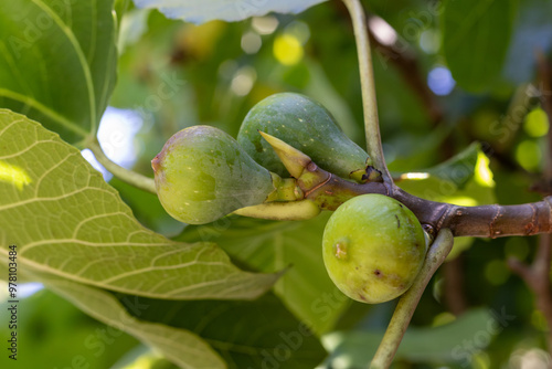 FRUTOS VERDES. ESTÁN EN LA RAMA. EL FONDO ESTÁ DESENFOADO.. HIGOS. 