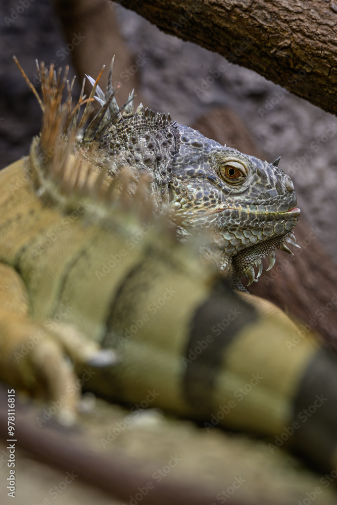 Fototapeta premium Green monitor lizard in head detail. 