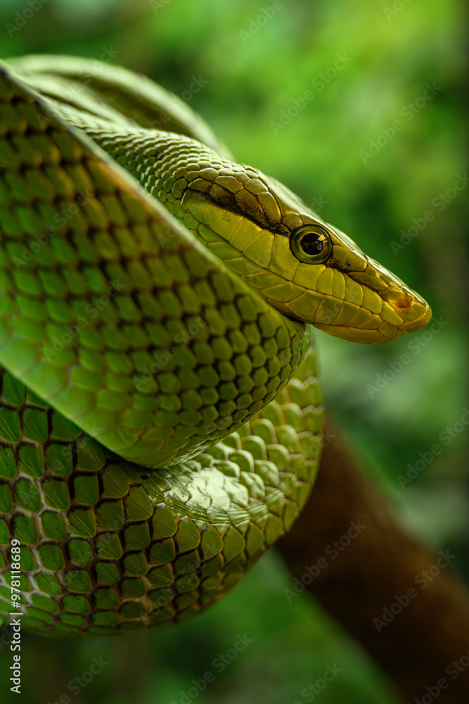 Fototapeta premium Sharp-nosed snake on a branch. 