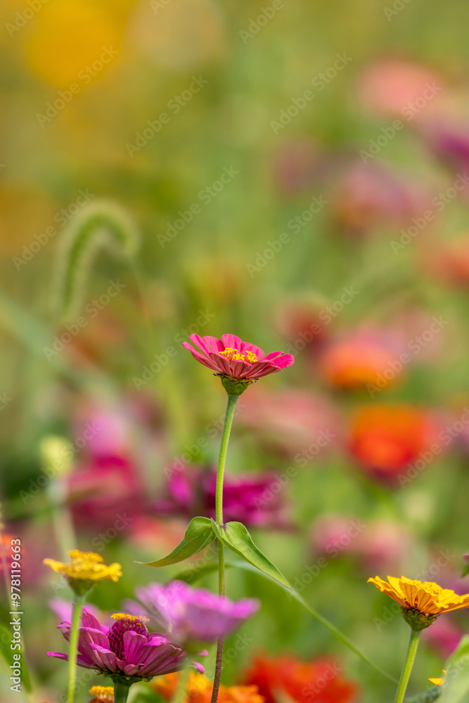 Zinnia field, Asteraceae, in multi colors on a late summer afternoon Zinnia field, Asteraceae, in multi colors on a late summer afternoon