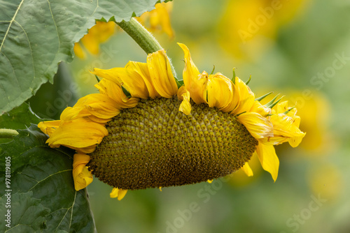 Sunflower isolated, Helianthus, isolated on a late summer afternoon copy text space photo