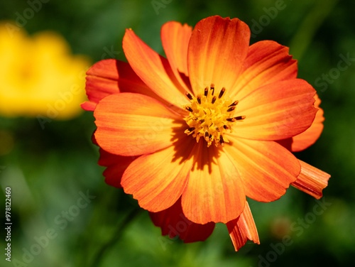Vibrant Orange Flower Blooming in Sunny Garden