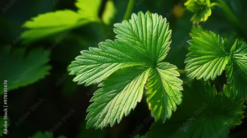 Close-up of a fresh green strawberry leaf isolated on white background, showing detailed texture and vibrant color. Close-up of a fresh green strawberry leaf isolated on white background, showing detailed texture and vibrant color.