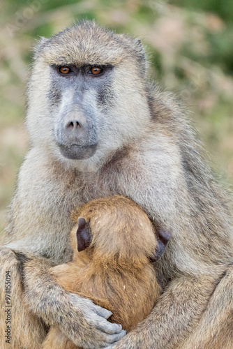 Yellow baboon mother and baby
