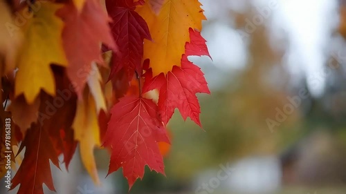 Soft Autumn Leaves Gently Falling to the Ground - Seamless Loop Animation for Seasonal, Nature, or Fall-Themed Projects