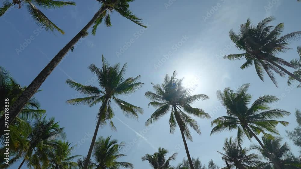 blue sky and clouds with coconut palm trees in Phuket Thailand on a sunny summer day Nature background Coconut palm trees blow in wind blue sky and clouds with coconut palm trees in Phuket Thailand on a sunny summer day Nature background Coconut palm trees blow in wind