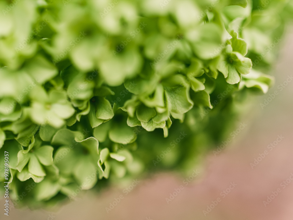 Green flower macro Green flower macro