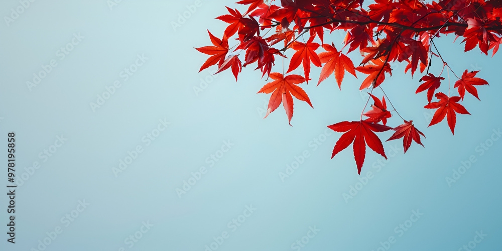 Red maple leaves against bright sky in autumn, Vibrant red leaves of a Japanese maple tree in fall Red maple leaves against bright sky in autumn, Vibrant red leaves of a Japanese maple tree in fall