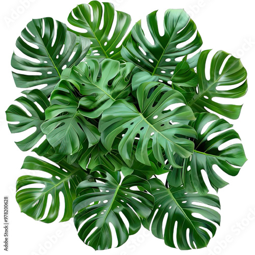 PNG. Green leaves of tropical plants bush Monstera palm isolated on a transparent background. photo