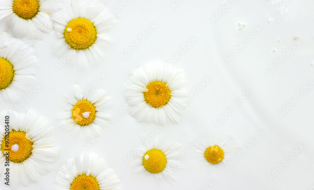 Obraz premium Floating flowers of chamomile in milk bath. Floral background. Beauty product concept. Selective focus, copy space