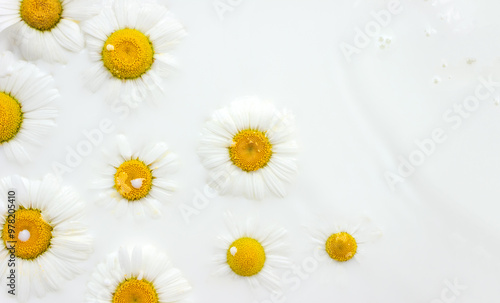 Floating flowers of chamomile in milk bath. Floral background. Beauty product concept. Selective focus, copy space