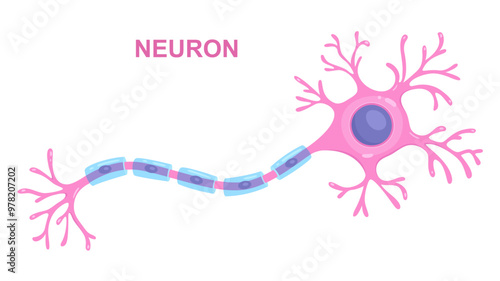 Illustration of neuron anatomy. Vector infographic (nerve cell axon and myelin sheath)	