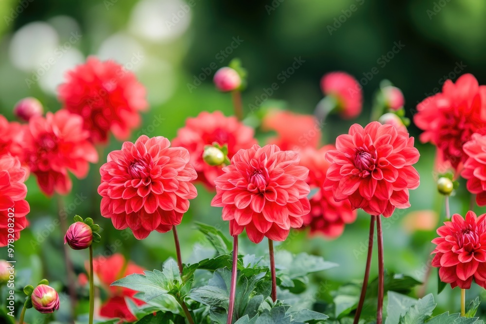 Vibrant red dahlia flowers in full bloom create a stunning display in the garden showcasing their beauty and striking color Vibrant red dahlia flowers in full bloom create a stunning display in the garden showcasing their beauty and striking color