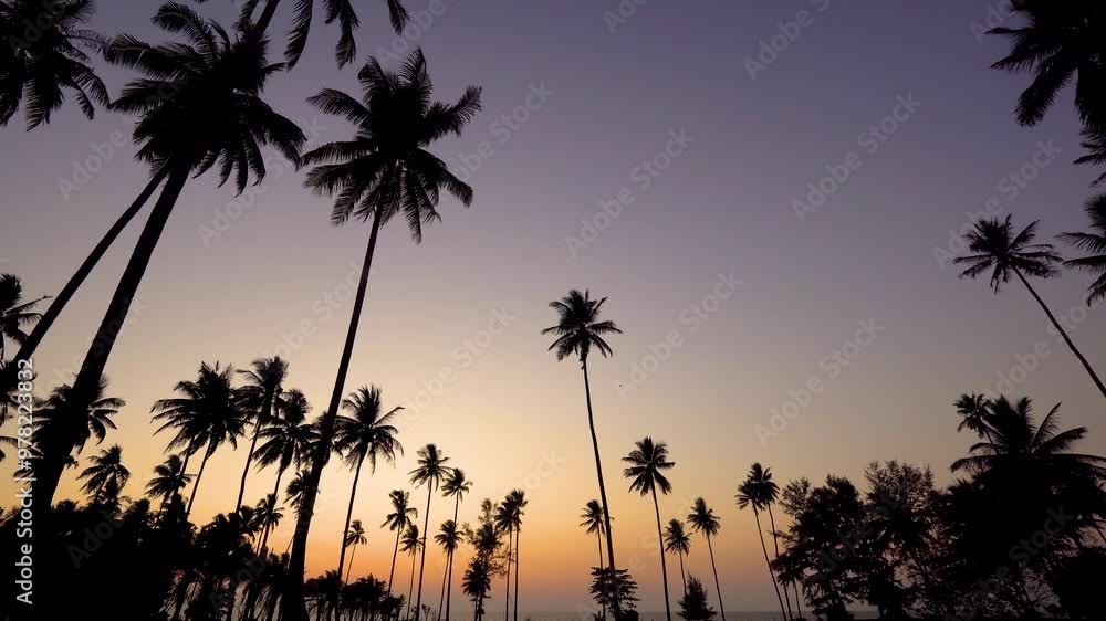 Sunset sky and clouds with coconut palm trees in Phuket Thailand Nature background Coconut palm trees blow in wind Sunset sky and clouds with coconut palm trees in Phuket Thailand Nature background Coconut palm trees blow in wind