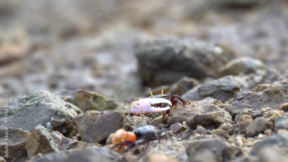 4K, Close-up red fiddler crab in mangrove forest 4K, Close-up red fiddler crab in mangrove forest