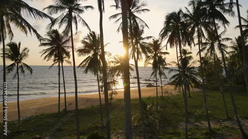 Beautiful outdoor nature coconut palm tree. Beautiful outdoor nature coconut palm tree.