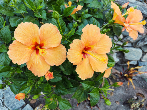 Wallpaper Mural Hibiscus bushes with orange flowers close up with blurred background. Torontodigital.ca