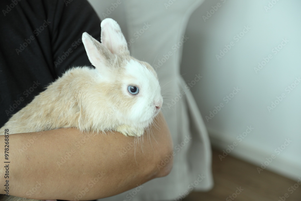 Cute Young Rabbit Cute Young Rabbit