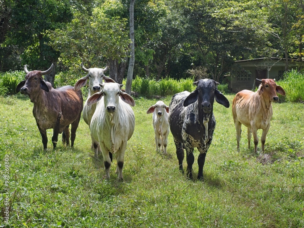 Cows lined up in a field in Panama Cows lined up in a field in Panama