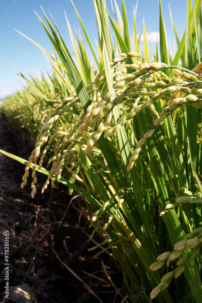 Fototapeta premium 고개 숙이는 벼 이삭