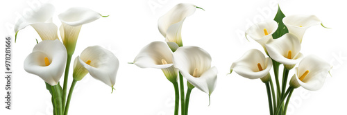 Callas flower isolated on transparent background.