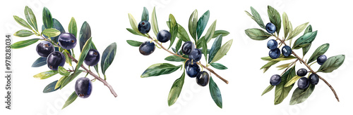 Olive twig with black berry, branch, green leaves, isolated on transparent, watercolor drawing