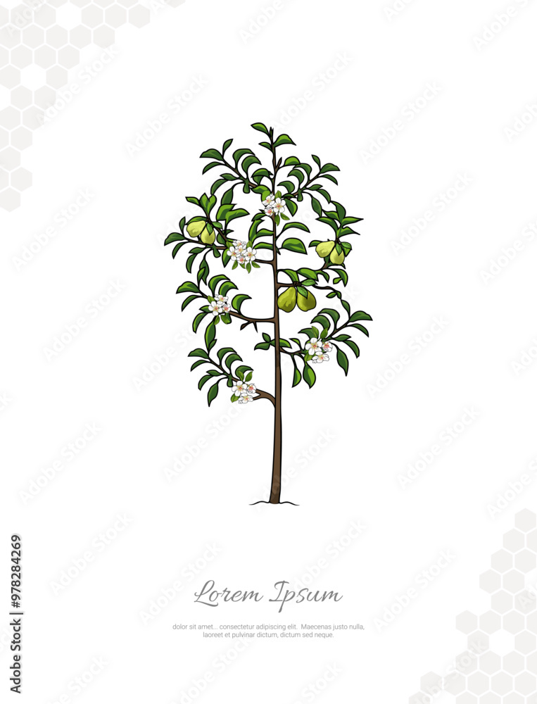 Obraz premium Pear Tree vector art for wall decoration