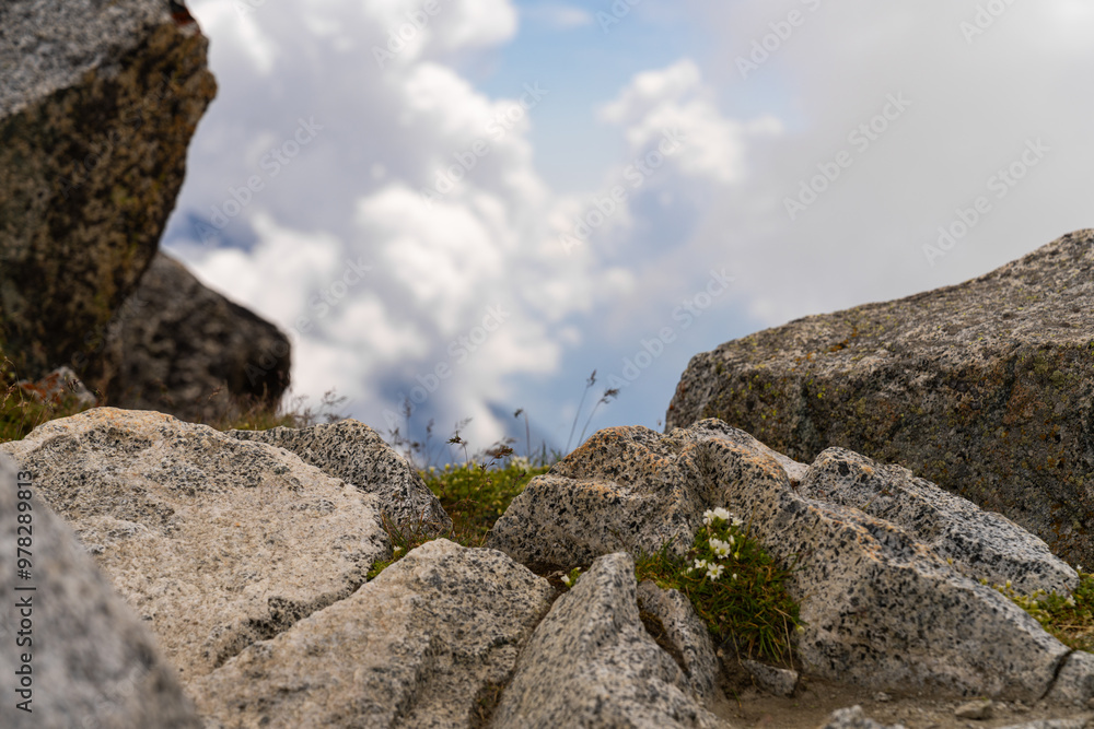 A close-up shot of alpine wildflowers emerging from the cracks between rugged rocks, with a soft focus on the cloudy sky in the background. A close-up shot of alpine wildflowers emerging from the cracks between rugged rocks, with a soft focus on the cloudy sky in the background.