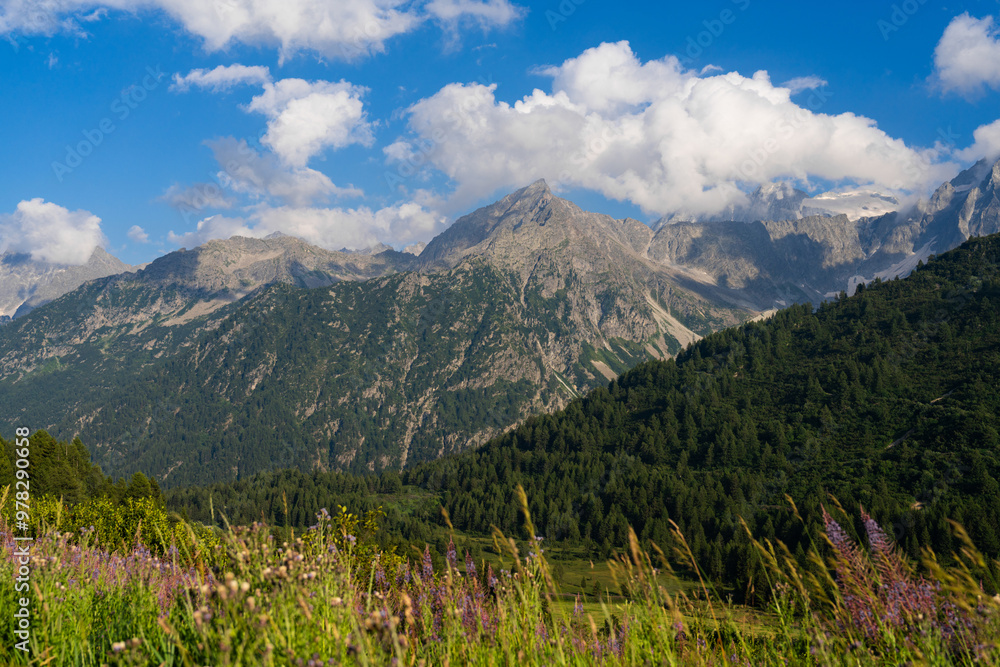 Fototapeta premium Scenic alpine meadow with vibrant wildflowers, rugged mountains under blue sky with fluffy clouds. Tonale Pass, Italy. Summer landscape. Dolomite Alps. Mountain landscape panorama, greenery scene