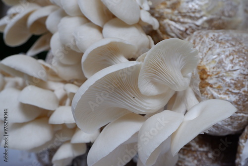 High-Quality Bhutan Oyster Mushrooms Useful for Mushroom Product Ads