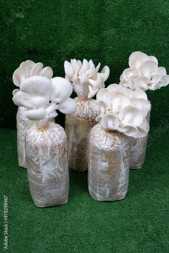 Oyster Mushroom Cultivation on Sawdust This Photo is Suitable for Agricultural Web Articles