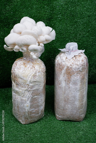 Oyster Mushroom Cultivation on Sawdust This Photo is Suitable for Agricultural Web Articles