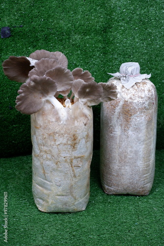 Oyster Mushroom Cultivation on Sawdust This Photo is Suitable for Agricultural Web Articles
