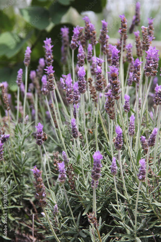 Fototapeta premium Arbusto de lavanda