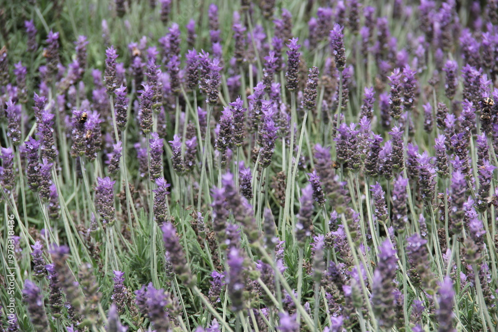 Naklejka premium Arbusto de lavanda