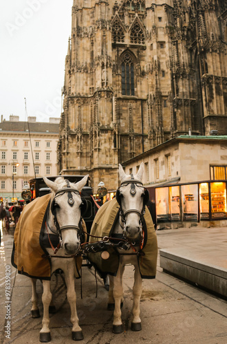 Chariot horses in the streets of Vienna