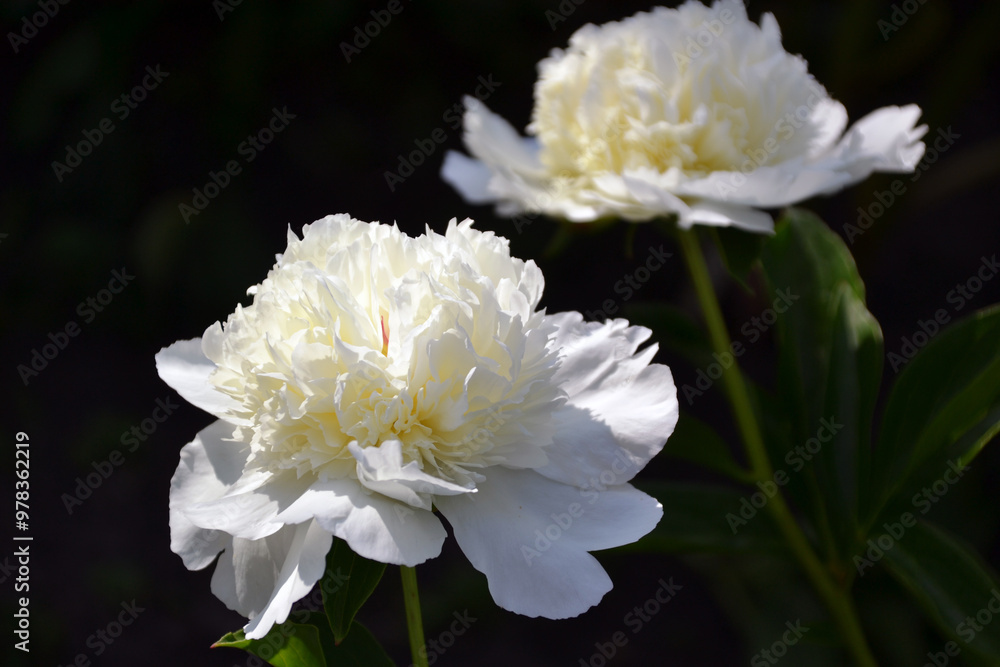 peony Lancaster Imp, white, white-cream, macro, close-up
peony Lancaster Imp, white, white-cream, macro, close-up