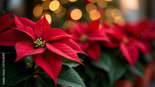 Red poinsettia flowers in close-up with a festive bokeh background