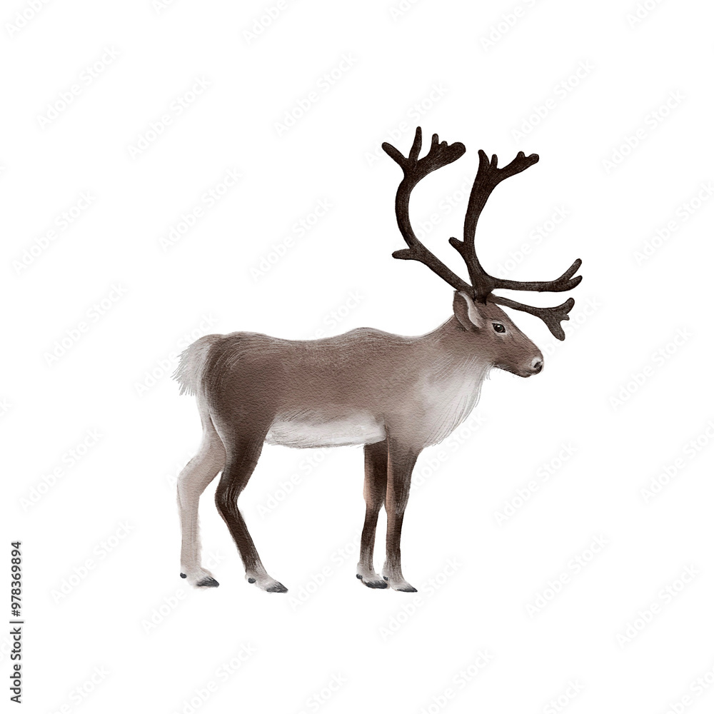 Fototapeta premium watercolor drawing reindeer, caribou, Christmas deer isolated at white background, hand drawn illustration