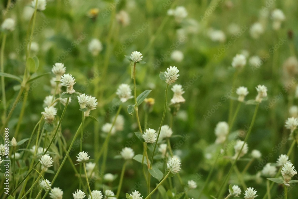 grass and flowers grass and flowers