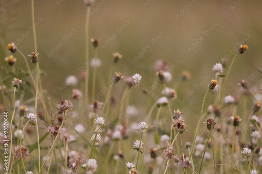 Naklejka premium flowers in the field