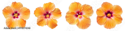Wallpaper Mural Orange Hibiscus flower isolated transparency background.Floral object. Torontodigital.ca